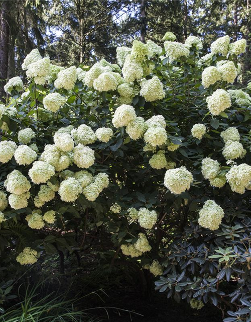 Hydrangea pan.