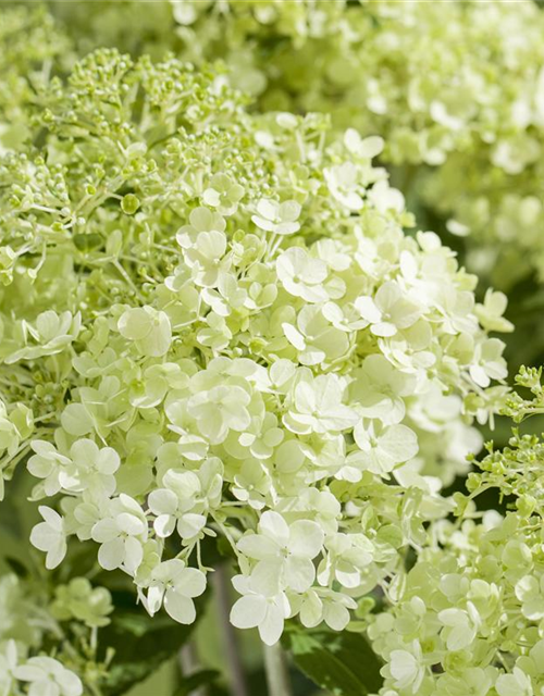 Hydrangea pan.