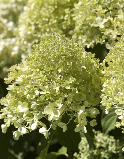 Hydrangea pan.