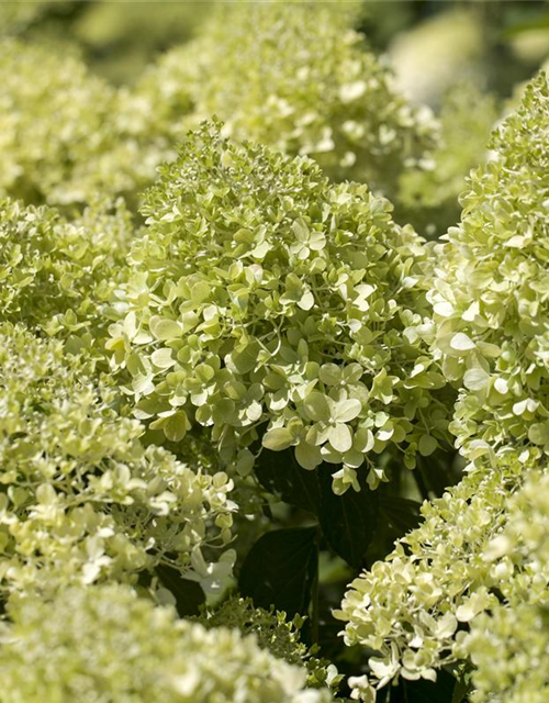 Hydrangea pan.