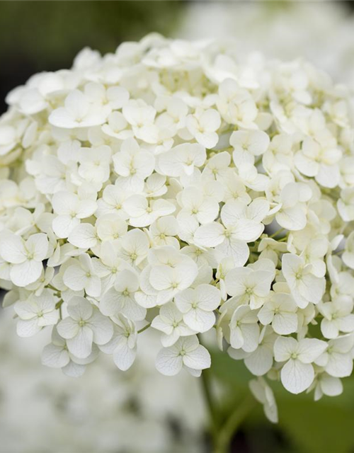 Hydrangea pan.