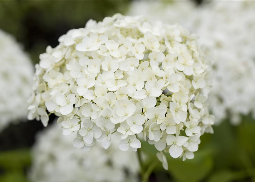 Hydrangea pan.
