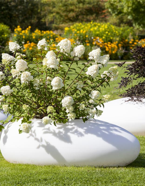 Hydrangea pan.
