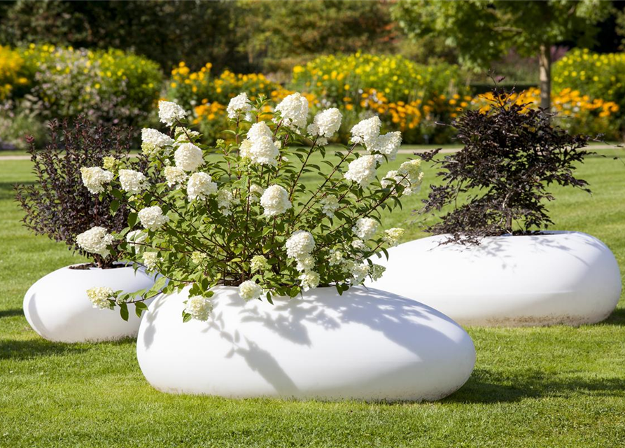 Hydrangea pan.