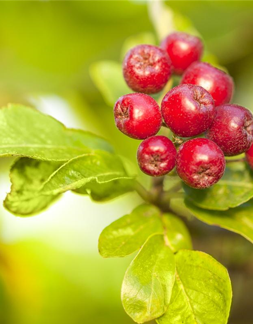 Malus dom.