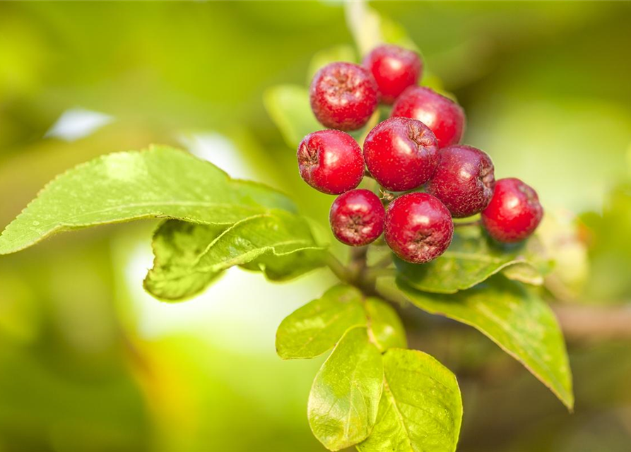 Malus dom.