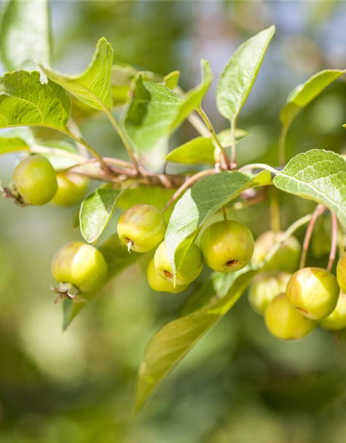 Malus dom.