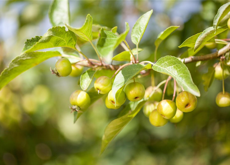 Malus dom.