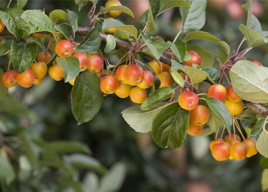 Malus dom.