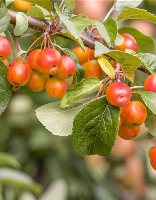 Malus dom.