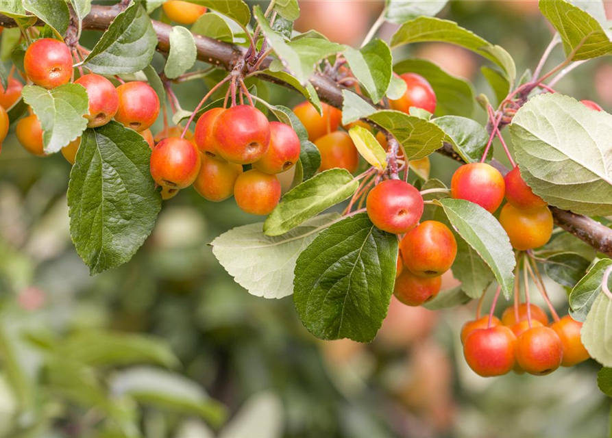 Malus dom.