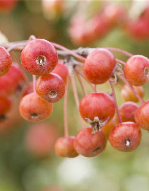 Malus dom.
