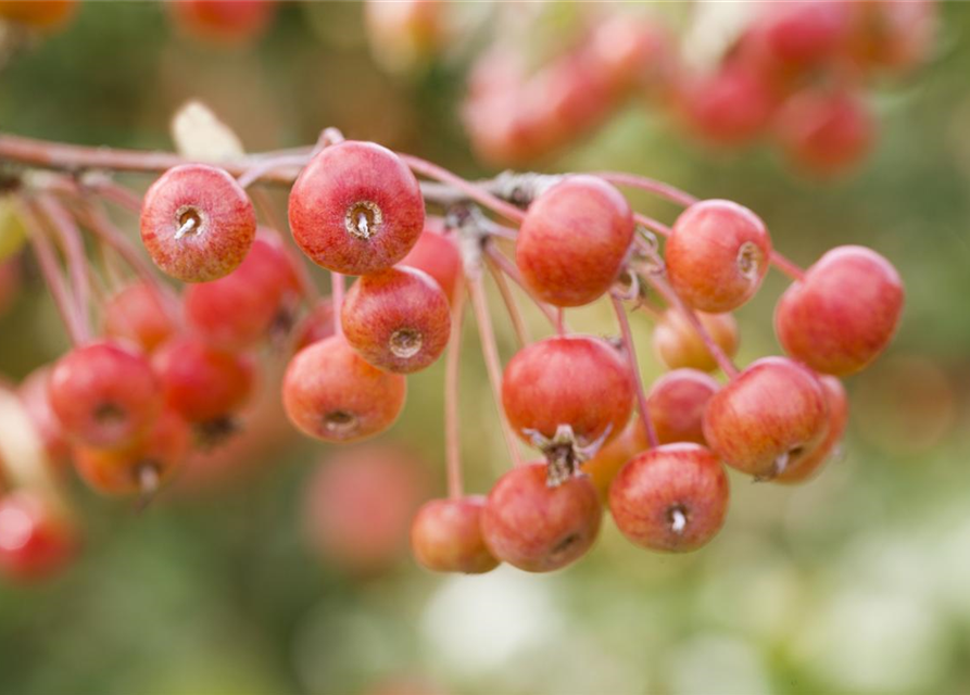 Malus dom.