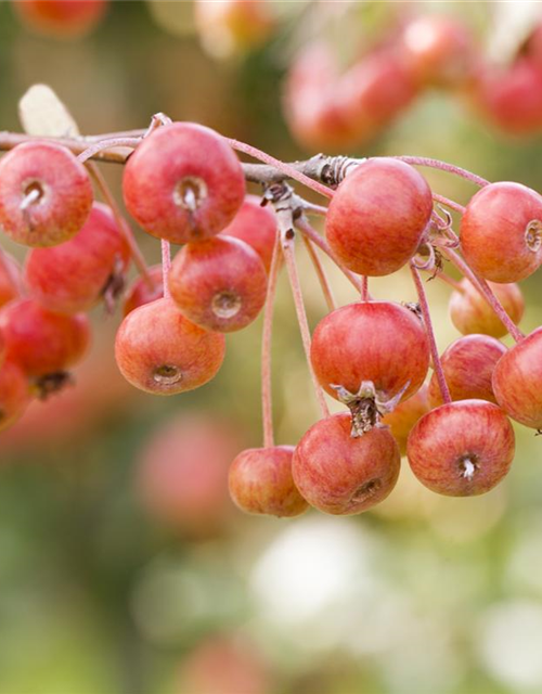 Malus dom.