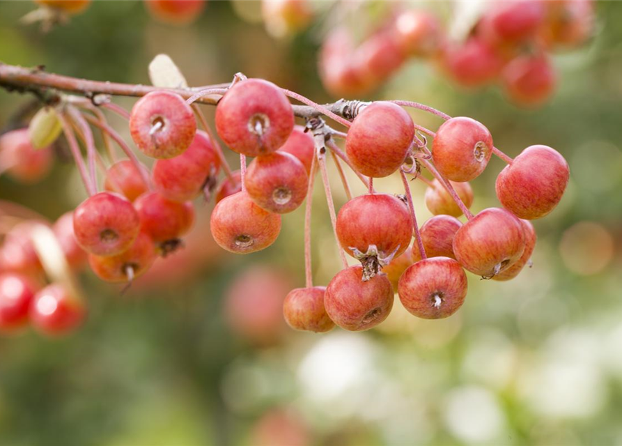 Malus dom.
