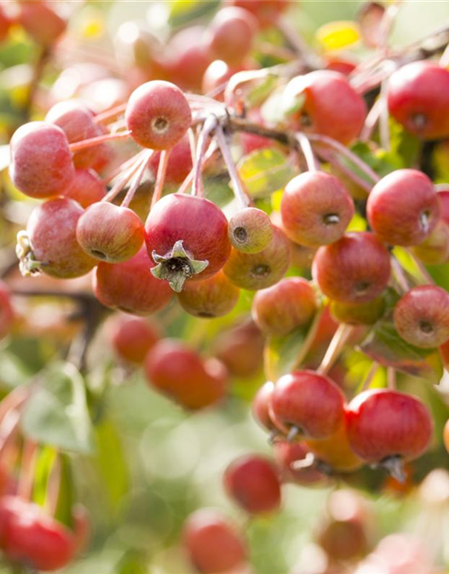 Malus dom.