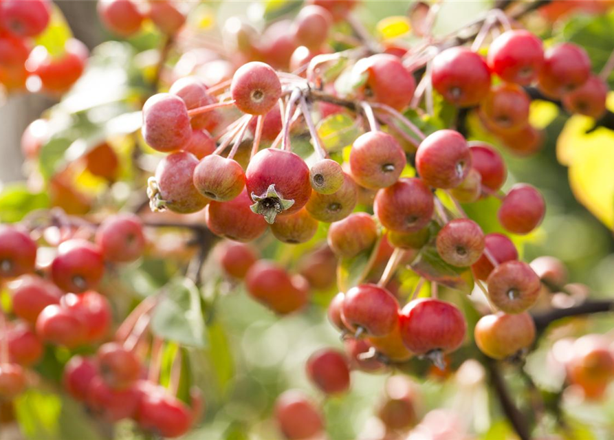 Malus dom.