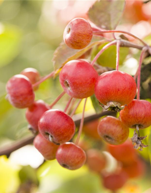 Malus dom.