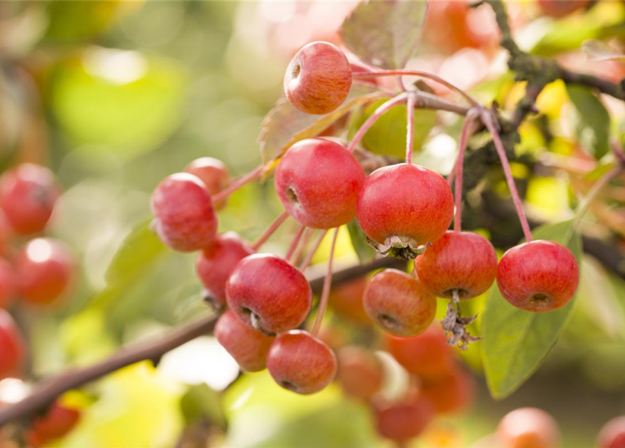Malus dom.