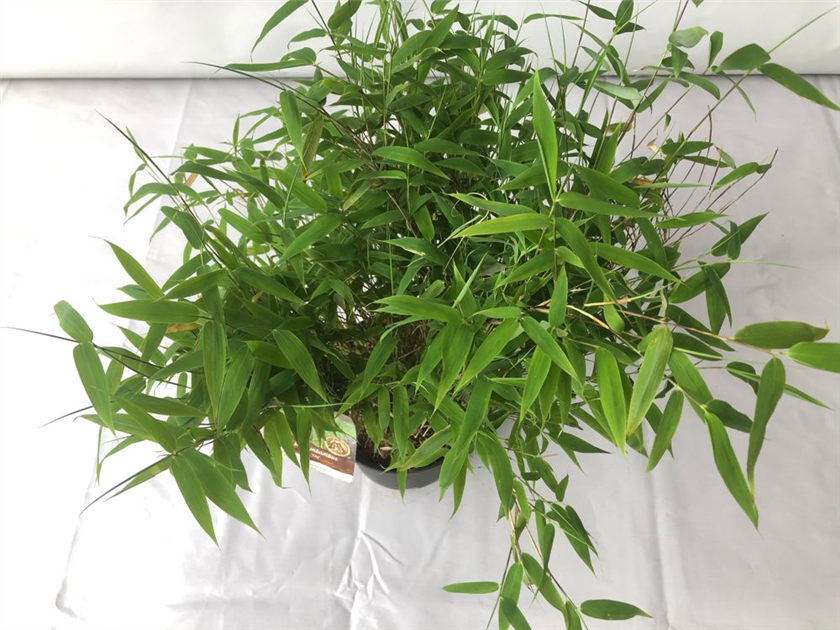 glanzmispel bodendecker Glanzmispel Red Robin (Photinia x fraseri 'Red Robin') | 150-175 cm im Topf