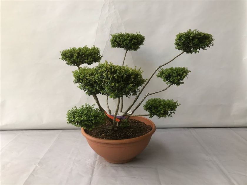 grow your own bonsai tree Complete Spruce Bonsai Grow Kit for Beginners – Buzzy Seeds main image 0