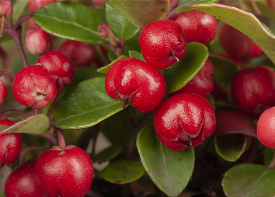 Gaultheria procumbens T6
