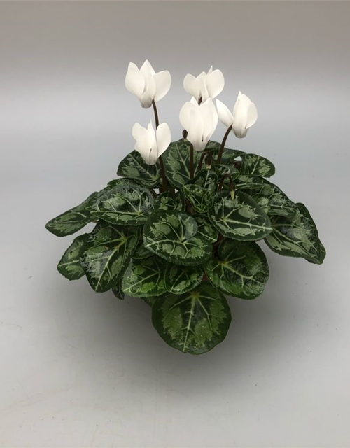 Cyclamen persicum Super Serie Mini-Winter