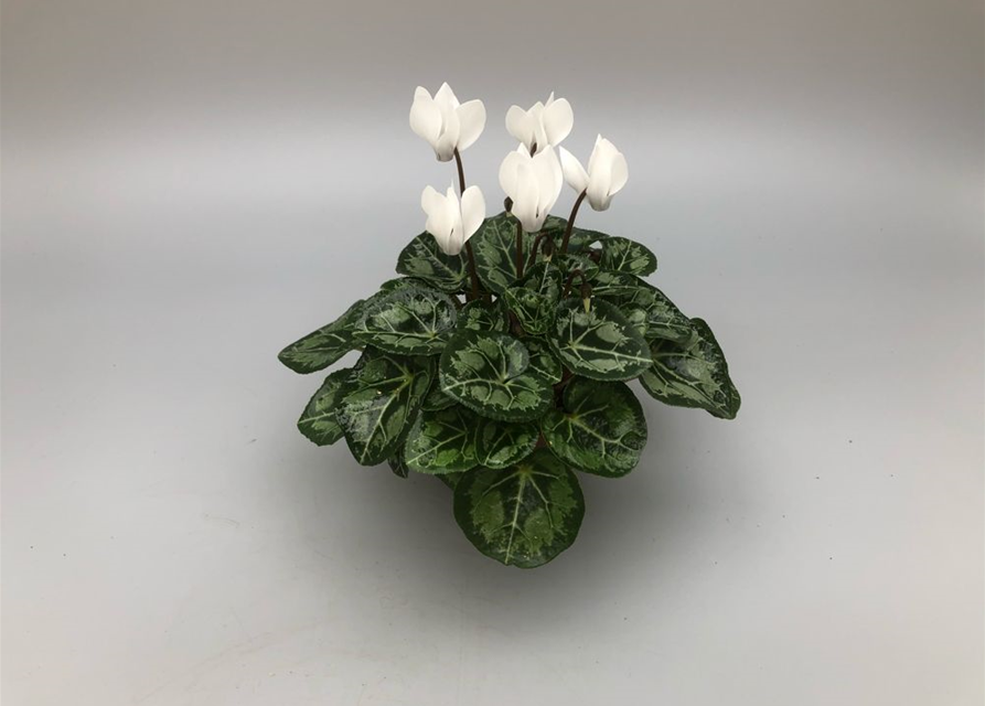 Cyclamen persicum Super Serie Mini-Winter