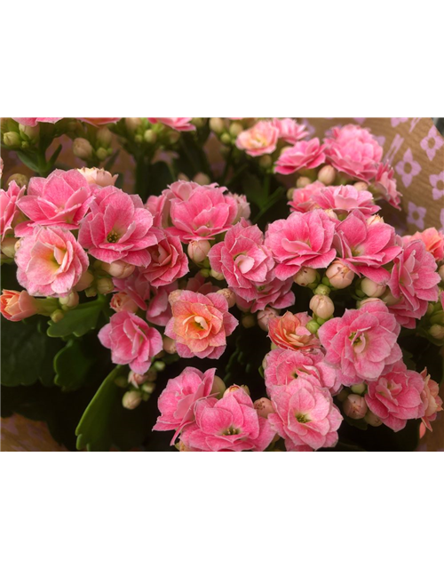 Kalanchoe blossfeldiana