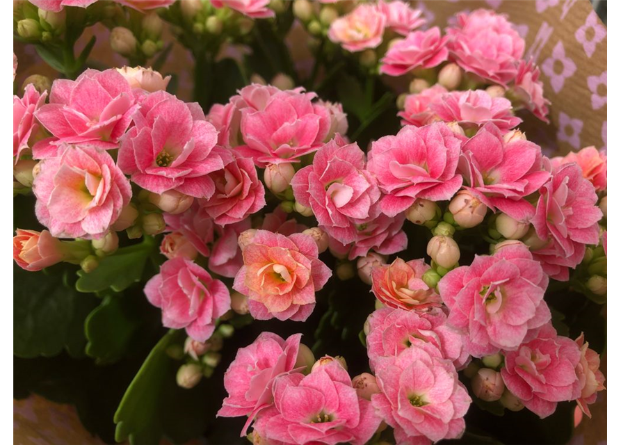 Kalanchoe blossfeldiana