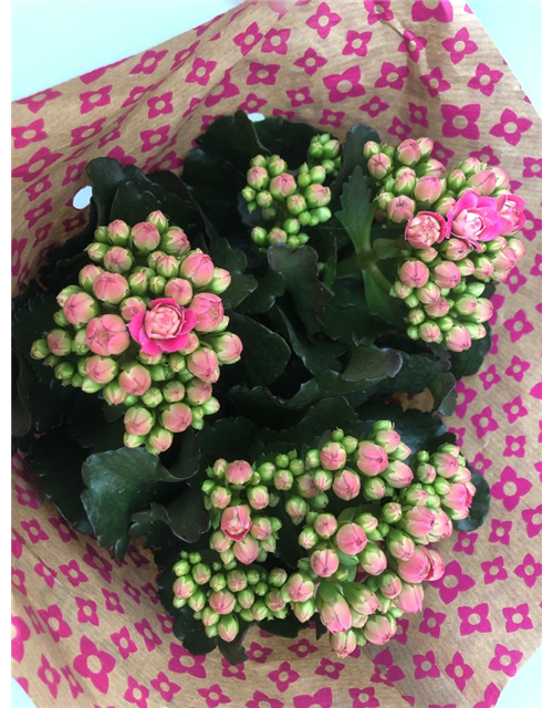 Kalanchoe blossfeldiana