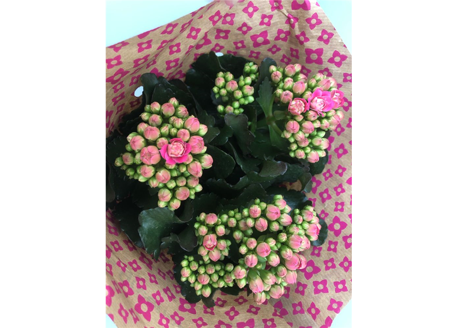 Kalanchoe blossfeldiana