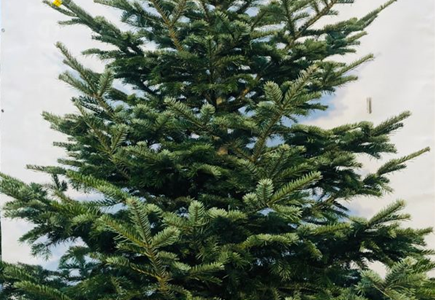 Nordmann-Weihnachtsbaum Premium 300/350