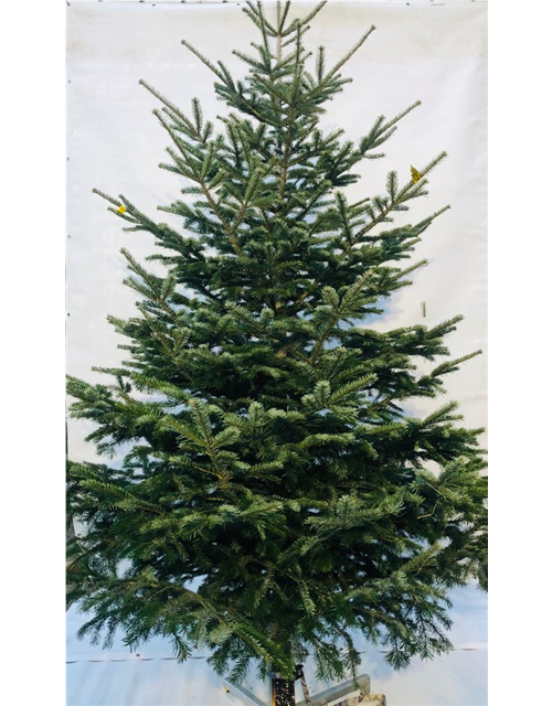 Nordmann-Weihnachtsbaum Premium 300/350