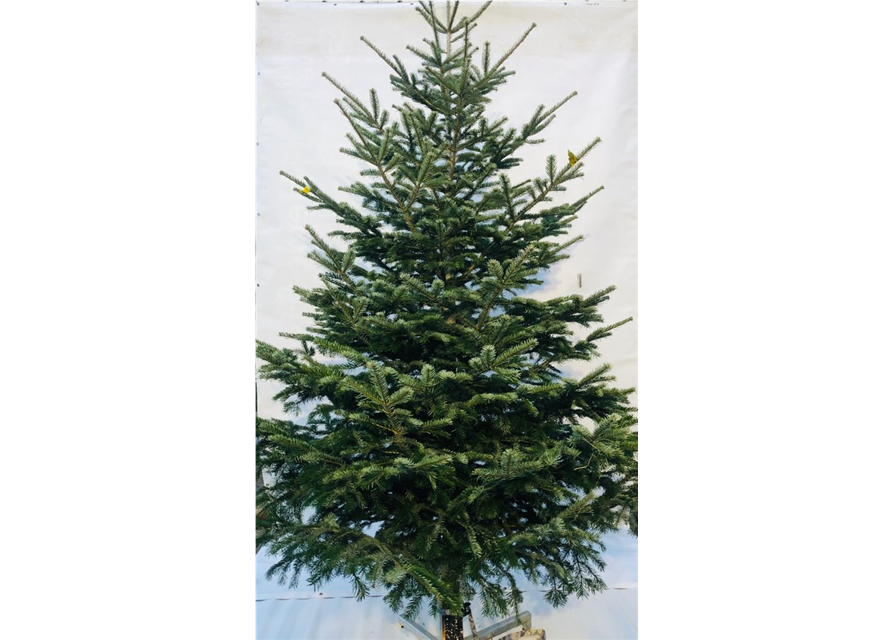 Nordmann-Weihnachtsbaum Premium 300/350