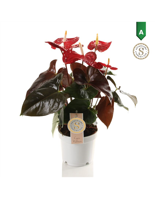 Anthurium andreanum Coral Champion T12