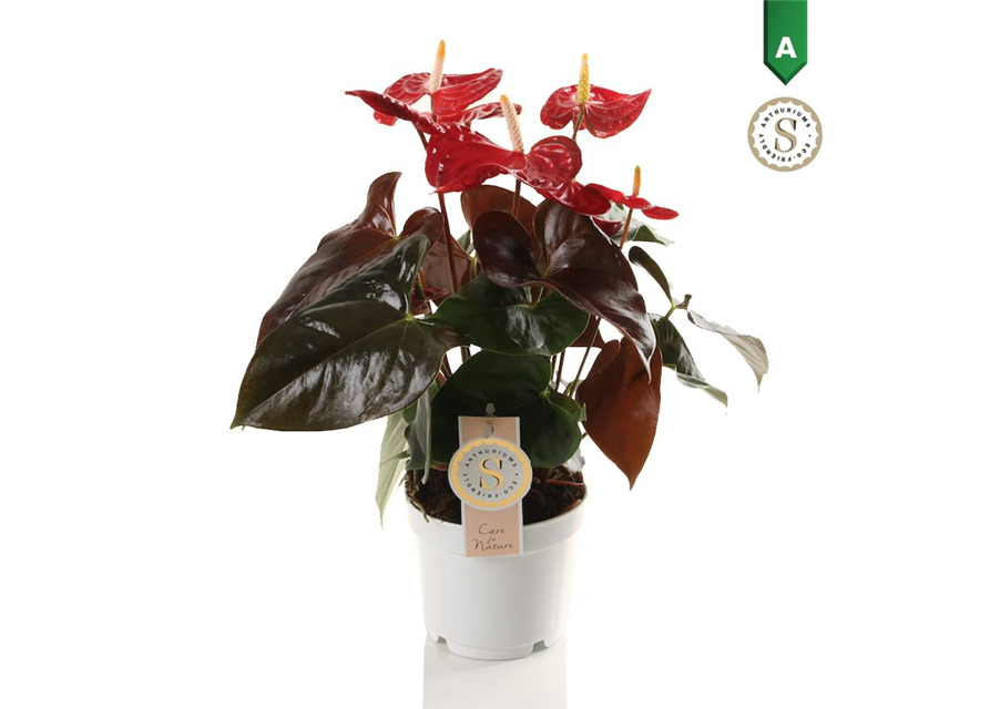 Anthurium andreanum Coral Champion T12