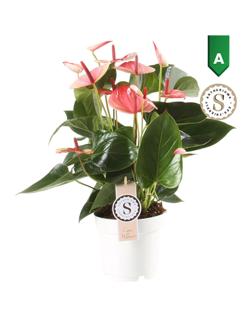 Anthurium andreanum Mystique