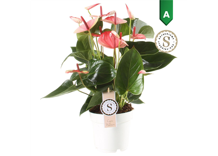 Anthurium andreanum Mystique