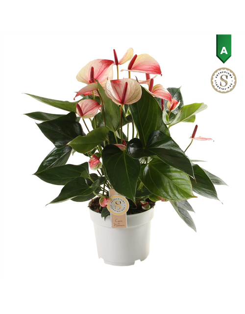 Anthurium andreanum Mystique T17