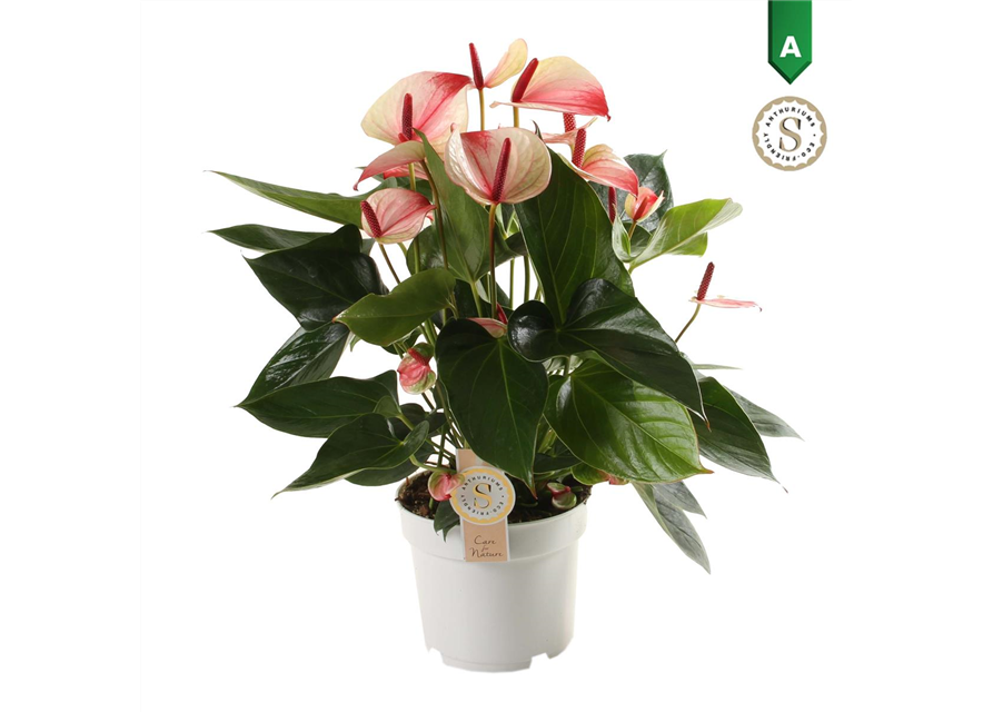 Anthurium andreanum Mystique T17