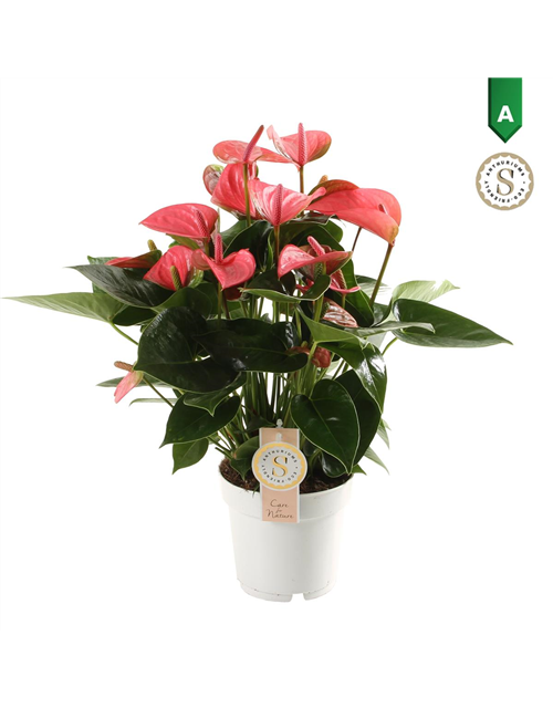 Anthurium andreanum Pink Champion