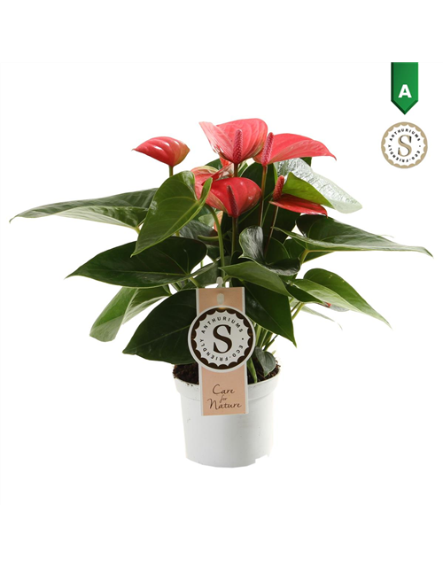 Anthurium andreanum Pink Champion