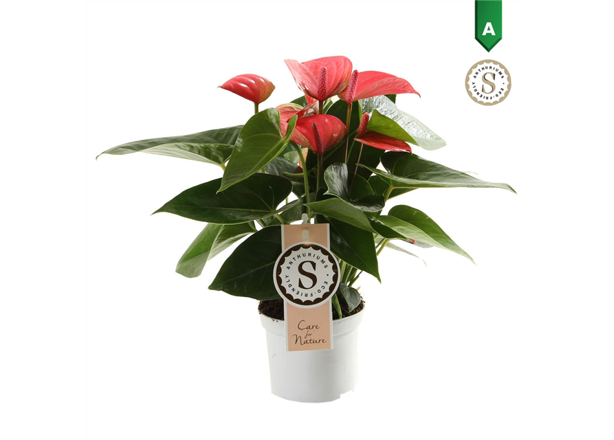 Anthurium andreanum Pink Champion