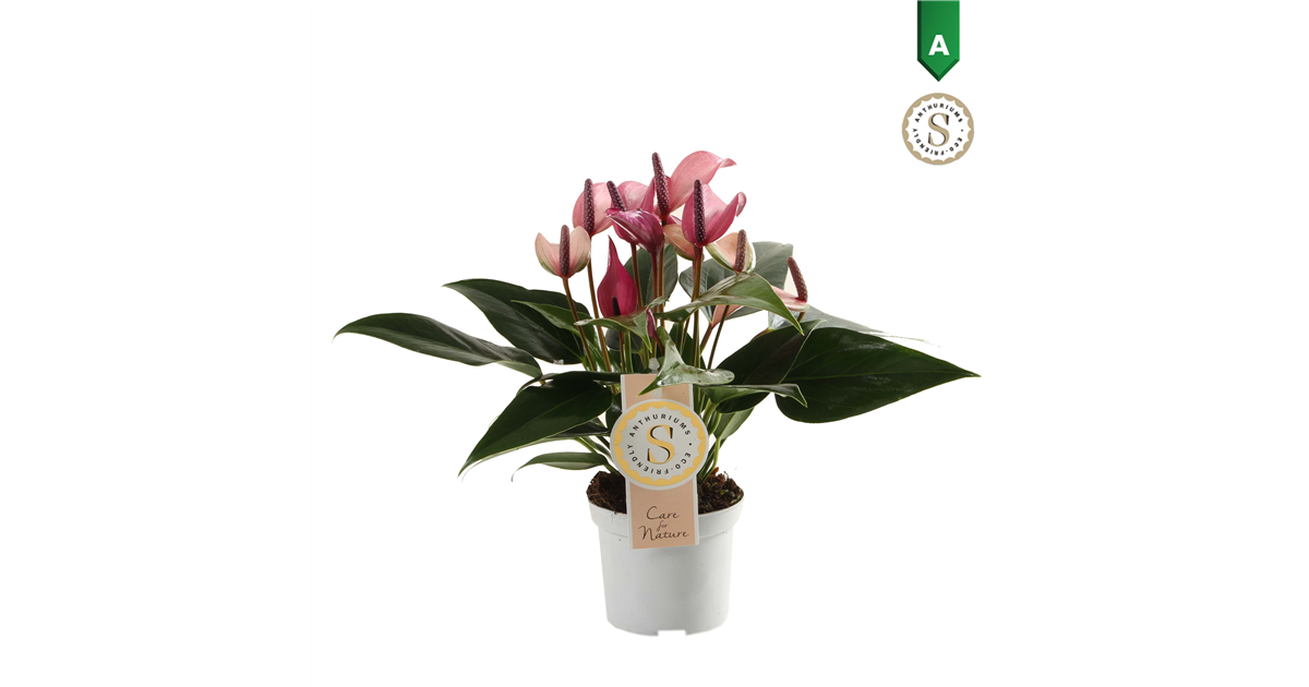 Anthurium andreanum Zizou T9, Flamingoblume Lila - Grtnerei Schliebener