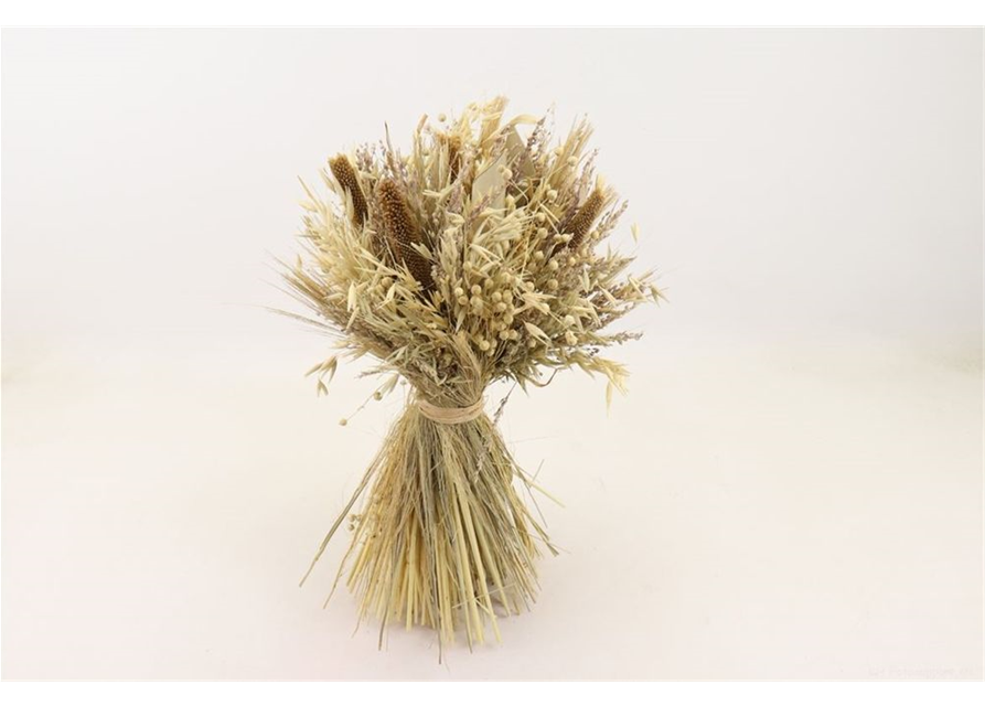 Schafgarbe Ø 18 cm Höhe 30 cm