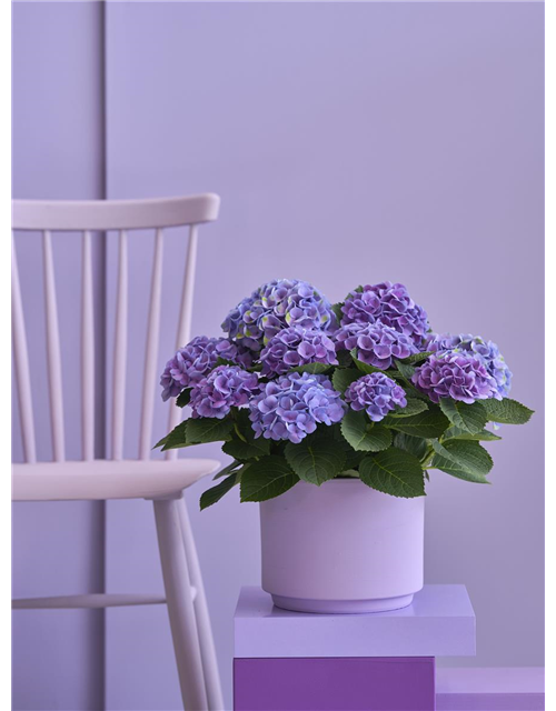 Hydrangea macrophylla Magical Evolution