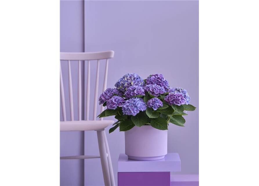 Hydrangea macrophylla Magical Evolution