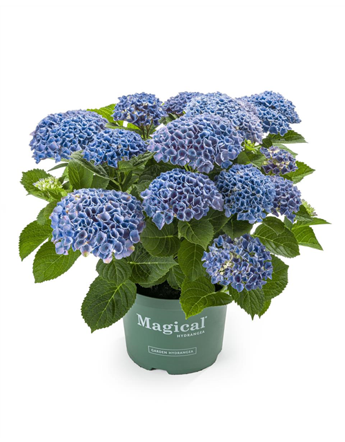 Hydrangea macrophylla Magical Evolution