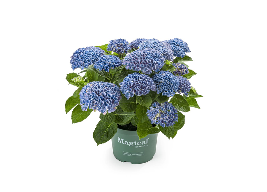 Hydrangea macrophylla Magical Evolution